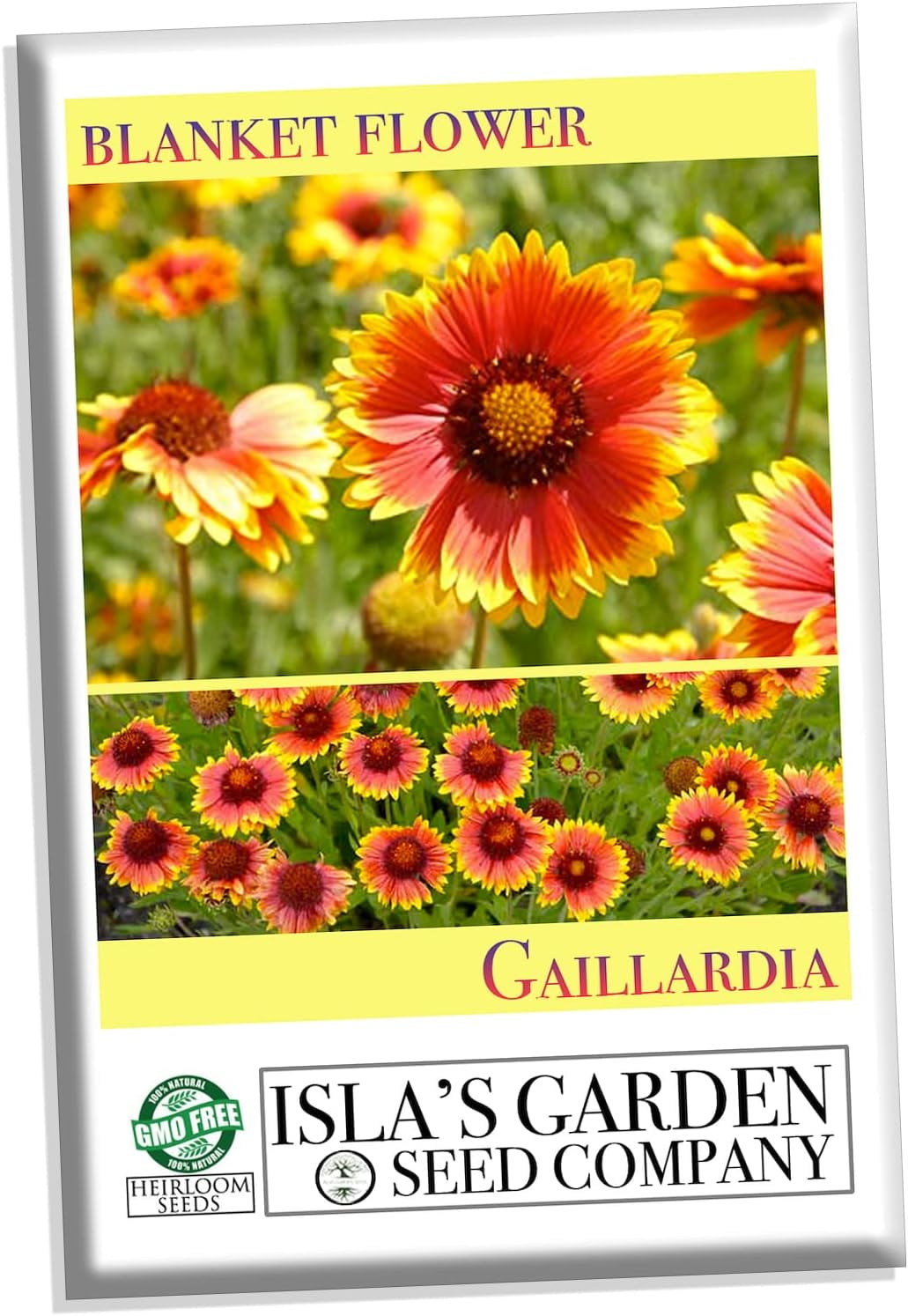 "Blanketflower" Common Gaillardia Indian Perennial Flower Seeds, 500