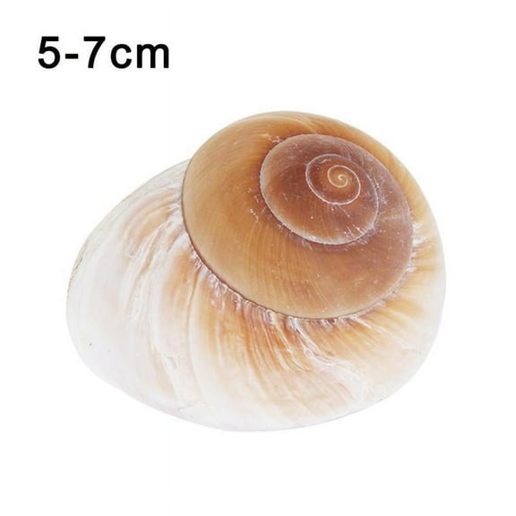Blarkrus Natural Conch Shell Hermit Crab Replacement Yellow Bread Snail Decoration Bread Conch Seashells