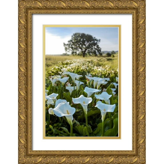 Blaustein, Alan 11x14 Gold Ornate Wood Framed with Double Matting Museum Art Print Titled - Oak Tree - 97