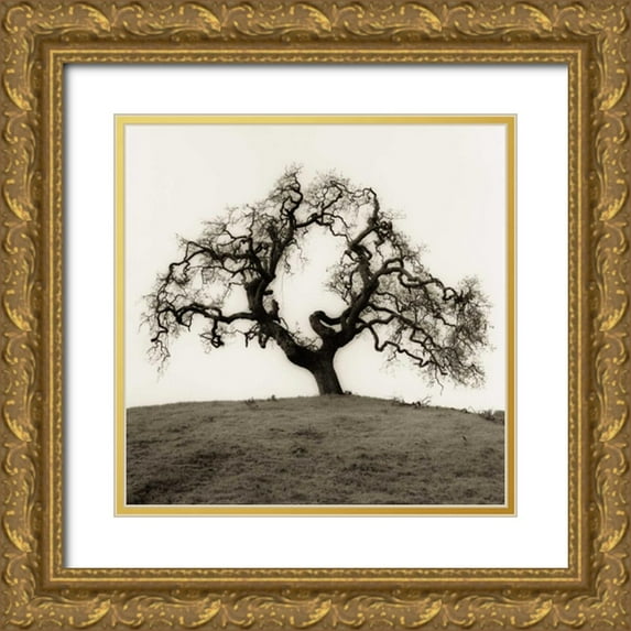 Blaustein, Alan 12x12 Gold Ornate Wood Framed with Double Matting Museum Art Print Titled - Hillside Oak Tree