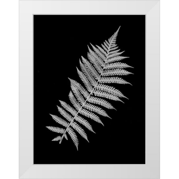 Blaustein, Alan 12x14 White Modern Wood Framed Museum Art Print Titled - Floral B-W - 18