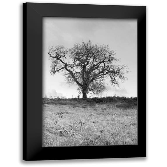 Blaustein, Alan 13x18 Black Modern Framed Museum Art Print Titled - Coastal Oak Series No. 30