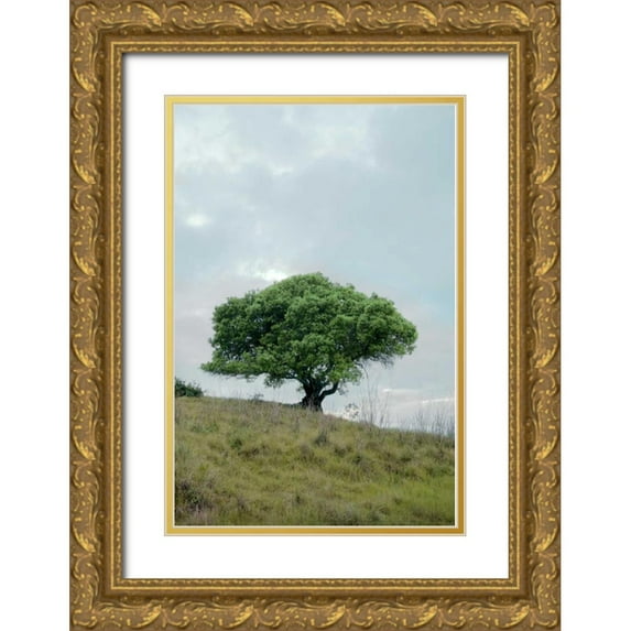 Blaustein, Alan 13x18 Gold Ornate Wood Framed with Double Matting Museum Art Print Titled - Oak Tree - 80