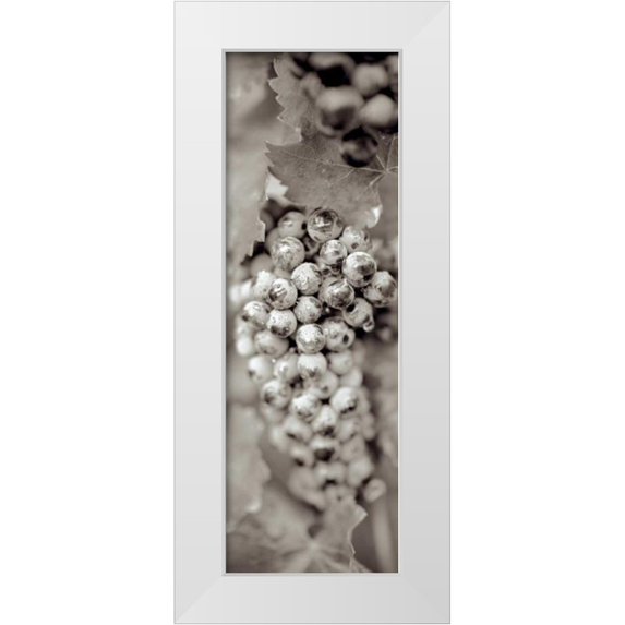 Blaustein, Alan 13x32 White Modern Wood Framed Museum Art Print Titled - Grapes Pano - 16