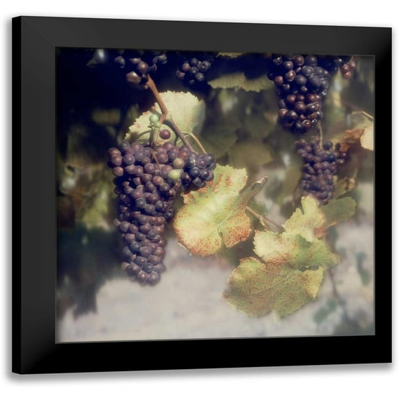 Blaustein, Alan 15x15 Black Modern Framed Museum Art Print Titled - Grapes Color - 40