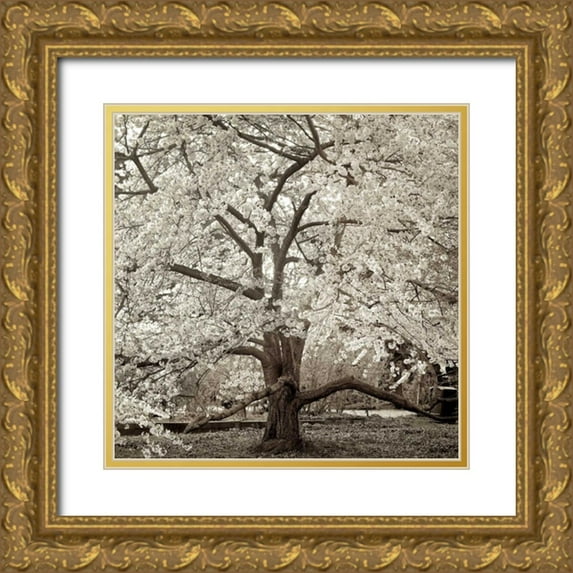 Blaustein, Alan 15x15 Gold Ornate Wood Framed with Double Matting Museum Art Print Titled - Hampton Magnolia - 2