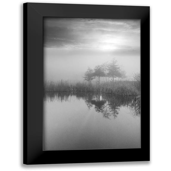 Blaustein, Alan 17x24 Black Modern Framed Museum Art Print Titled - Coastal Oak Series No. 44