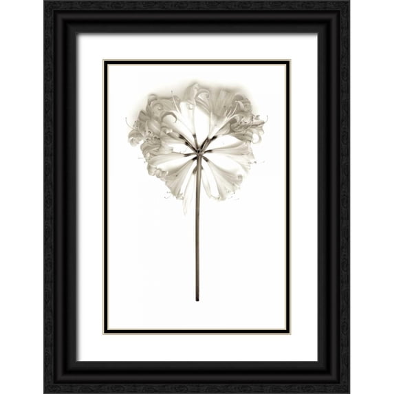 Blaustein, Alan 17x24 Black Ornate Wood Framed with Double Matting Museum Art Print Titled - Garden Bloom - 11