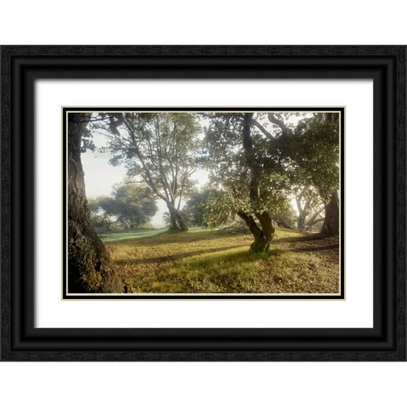 Blaustein, Alan 18x13 Black Ornate Wood Framed with Double Matting Museum Art Print Titled - Oak Tree - 70