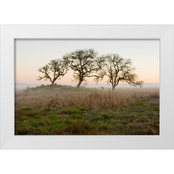 Blaustein, Alan 18x13 White Modern Wood Framed Museum Art Print Titled - Oak Tree - 31