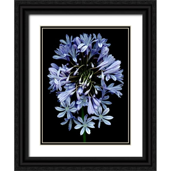 Blaustein, Alan 19x24 Black Ornate Wood Framed with Double Matting Museum Art Print Titled - Floral Color - 27
