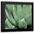 thumbnail image 1 of Blaustein, Alan 20x20 Black Modern Framed Museum Art Print Titled - Agave #4, 1 of 5
