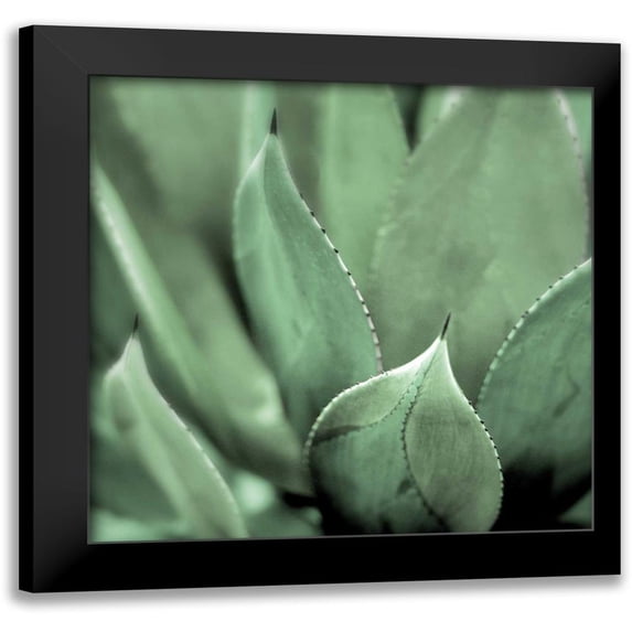 Blaustein, Alan 20x20 Black Modern Framed Museum Art Print Titled - Agave #4