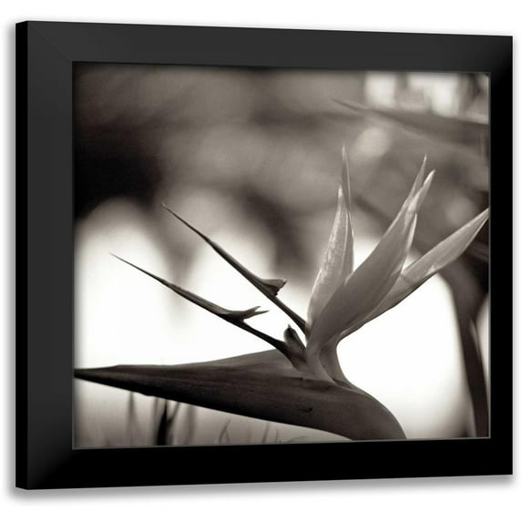 Blaustein, Alan 20x20 Black Modern Framed Museum Art Print Titled - Florison - 29