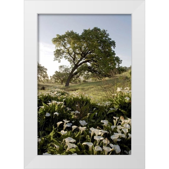 Blaustein, Alan 23x32 White Modern Wood Framed Museum Art Print Titled - Oak Tree - 90