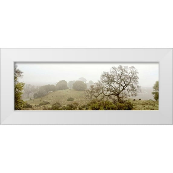 Blaustein, Alan 24x11 White Modern Wood Framed Museum Art Print Titled - Oak Tree - 41