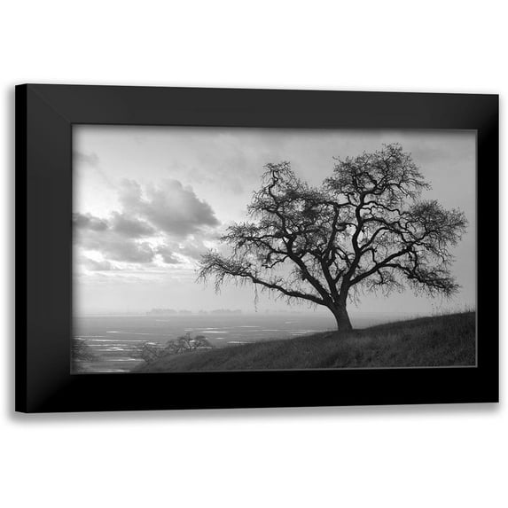 Blaustein, Alan 24x17 Black Modern Framed Museum Art Print Titled - Coastal Oak Series No. 48