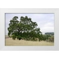 thumbnail image 1 of Blaustein, Alan 24x17 White Modern Wood Framed Museum Art Print Titled - Oak Tree - 107, 1 of 4