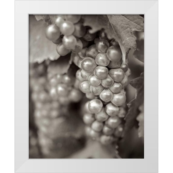 Blaustein, Alan 26x32 White Modern Wood Framed Museum Art Print Titled - Grapes - 20