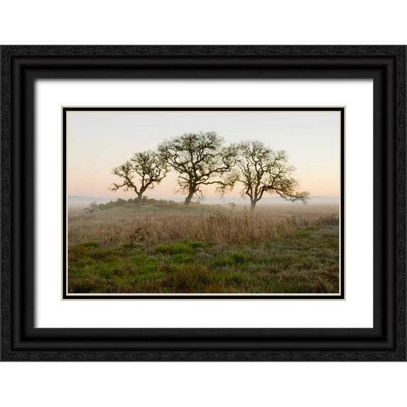 Blaustein, Alan 32x23 Black Ornate Wood Framed with Double Matting Museum Art Print Titled - Oak Tree - 31