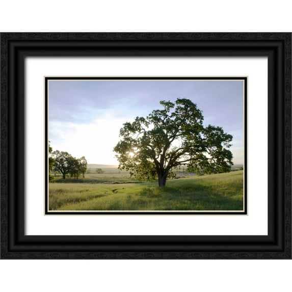 Blaustein, Alan 32x23 Black Ornate Wood Framed with Double Matting Museum Art Print Titled - Oak Tree - 96