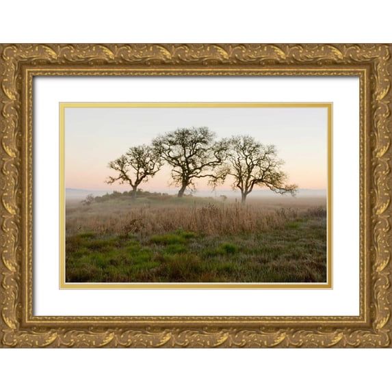 Blaustein, Alan 32x23 Gold Ornate Wood Framed with Double Matting Museum Art Print Titled - Oak Tree - 31