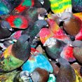 thumbnail image 1 of Blawan - Sickelixir - Music & Performance - CD, 1 of 1