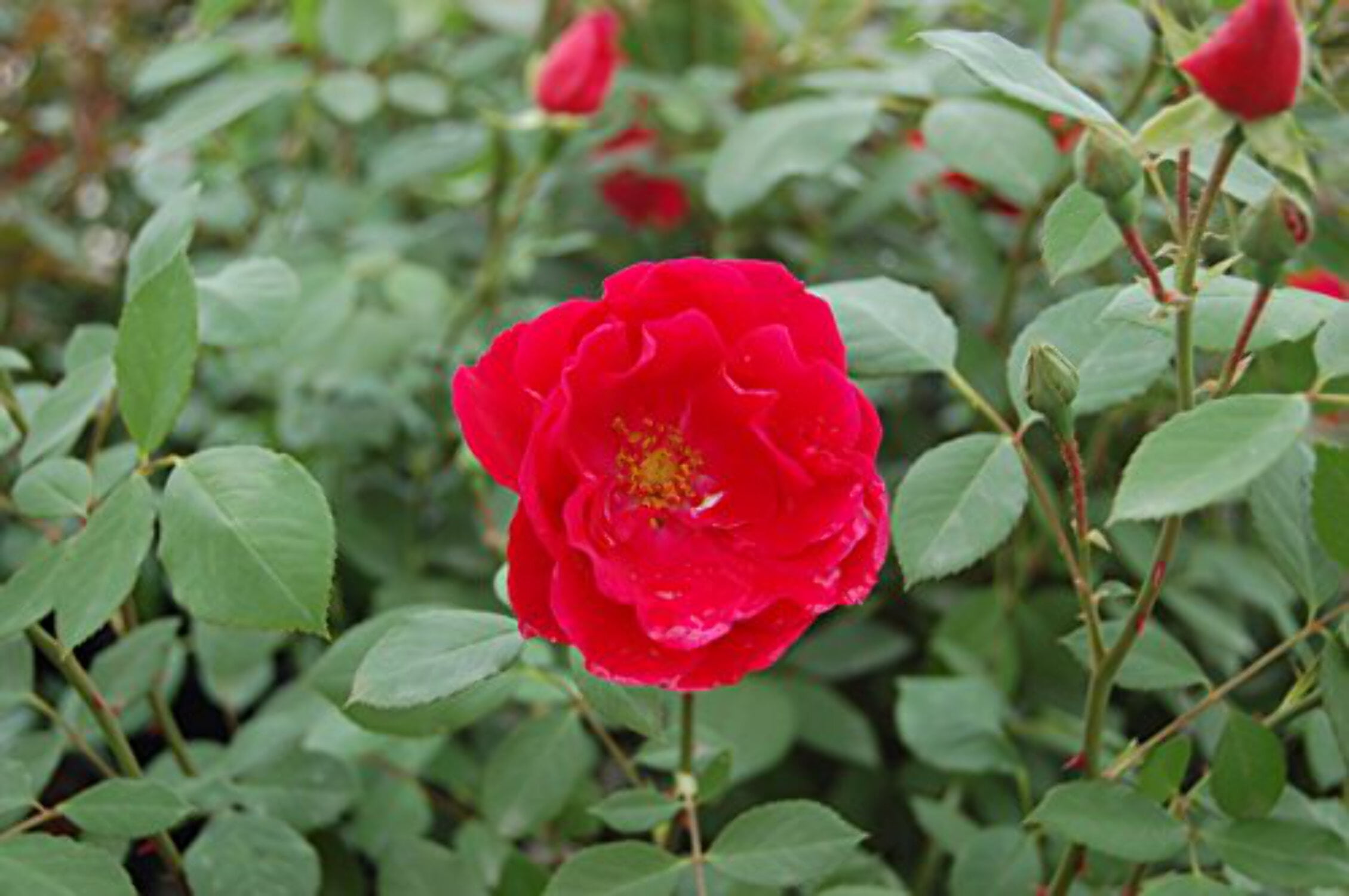 Rose Rise Compressor Blaze Climbing Rose - Walmart.com