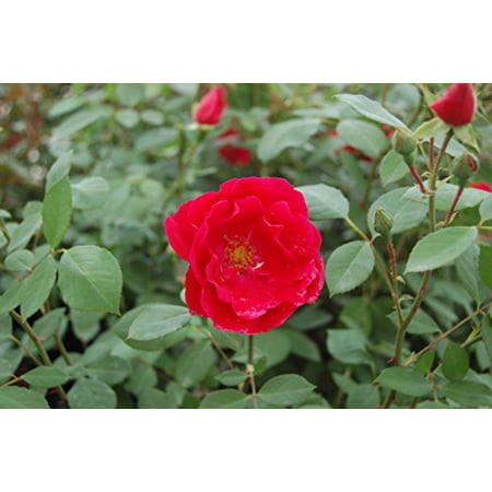 Blaze Climbing Rose