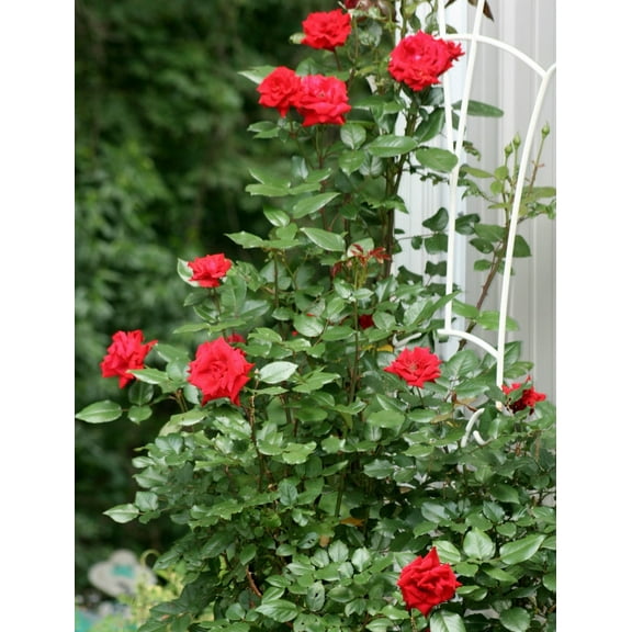 Blaze Improved Red Climbing Rose - Live Plant - ( 1 QT ) - Repeat Blooms
