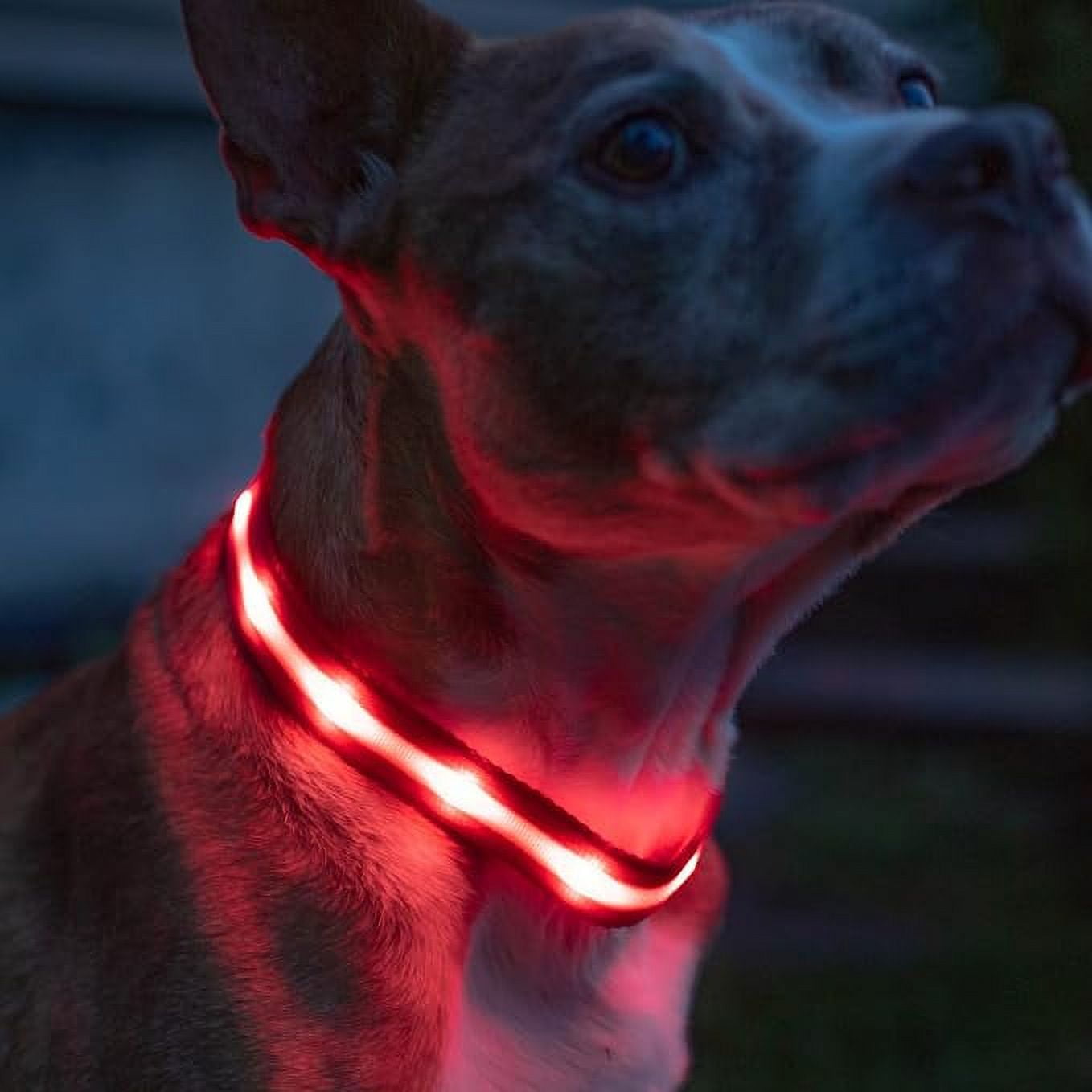 Blazin Safety LED Dog Collar USB Rechargeable with Water Resistant Flashing Light Small Red Walmart