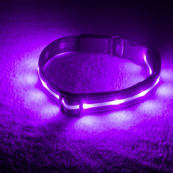 Blazin' Safety Rechargeable Light Up Dog Collars (Medium, Purple)