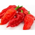 Blazing Hot Ghost Pepper (50 Units) Spicy, NonGMO for Outdoor/Yard