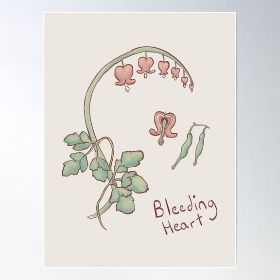 Bleeding Heart Botanical Illustratoin Poster Wall Art, Modern Wall Decor For Living Room Bedroom, 24x36 UNFRAMED