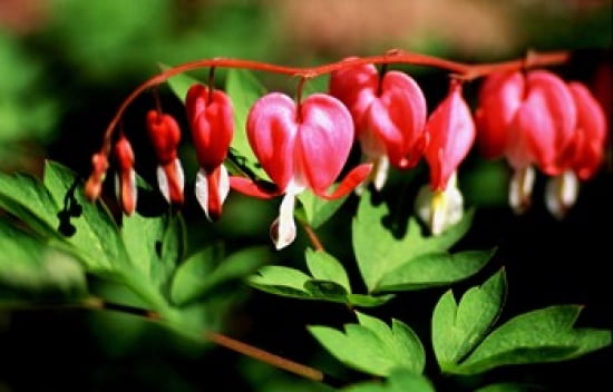 Bleeding Heart Canvas Art - Doug Ohman (24 x 16)