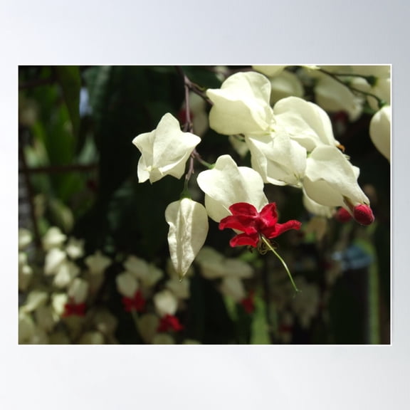 Bleeding Heart Vine - Queens Gardens, Townsville Poster Wall Art, Modern Wall Decor For Living Room Bedroom, 12x18 UNFRAMED