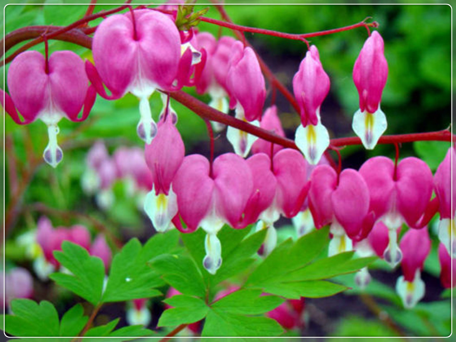 Bleeding Hearts Bulb, Bleeding Heart, Ornamental,Decorative, Love ...