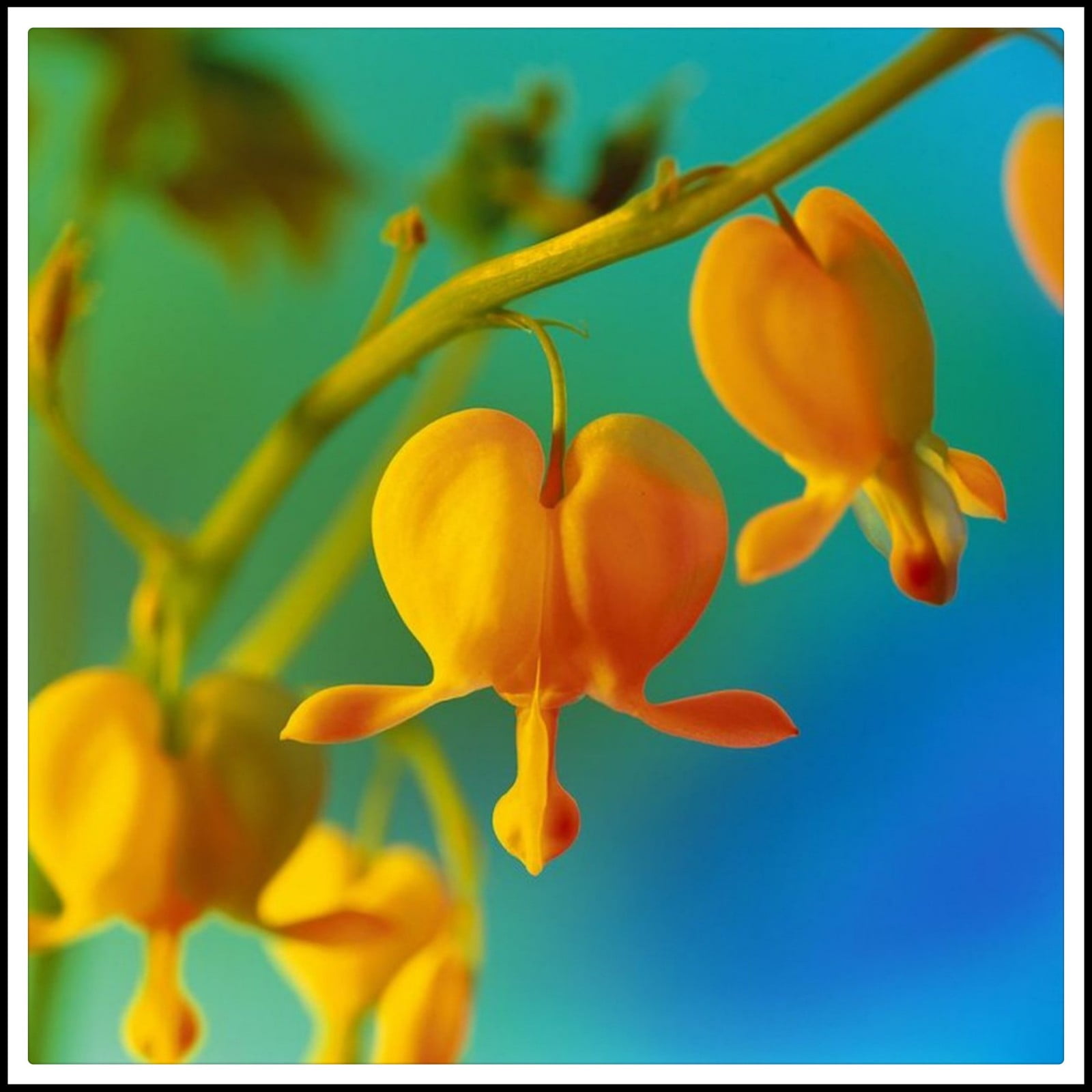 Bleeding Hearts Bulbs Delicate Bleeding Hearts Flowers Bleeding Hearts