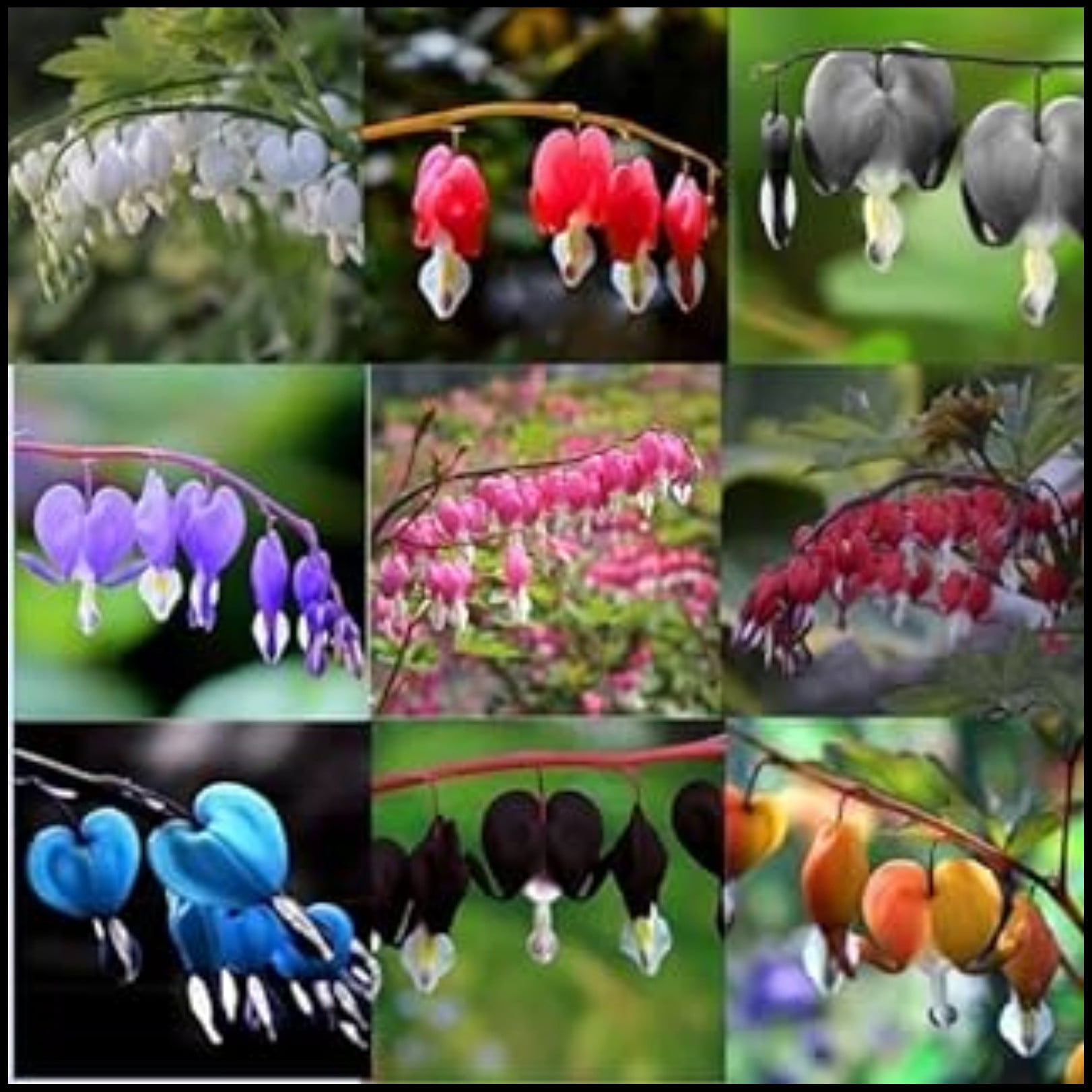 Bleeding Hearts Bulbs For Planting,Bleeding Hearts Plants,Beautify