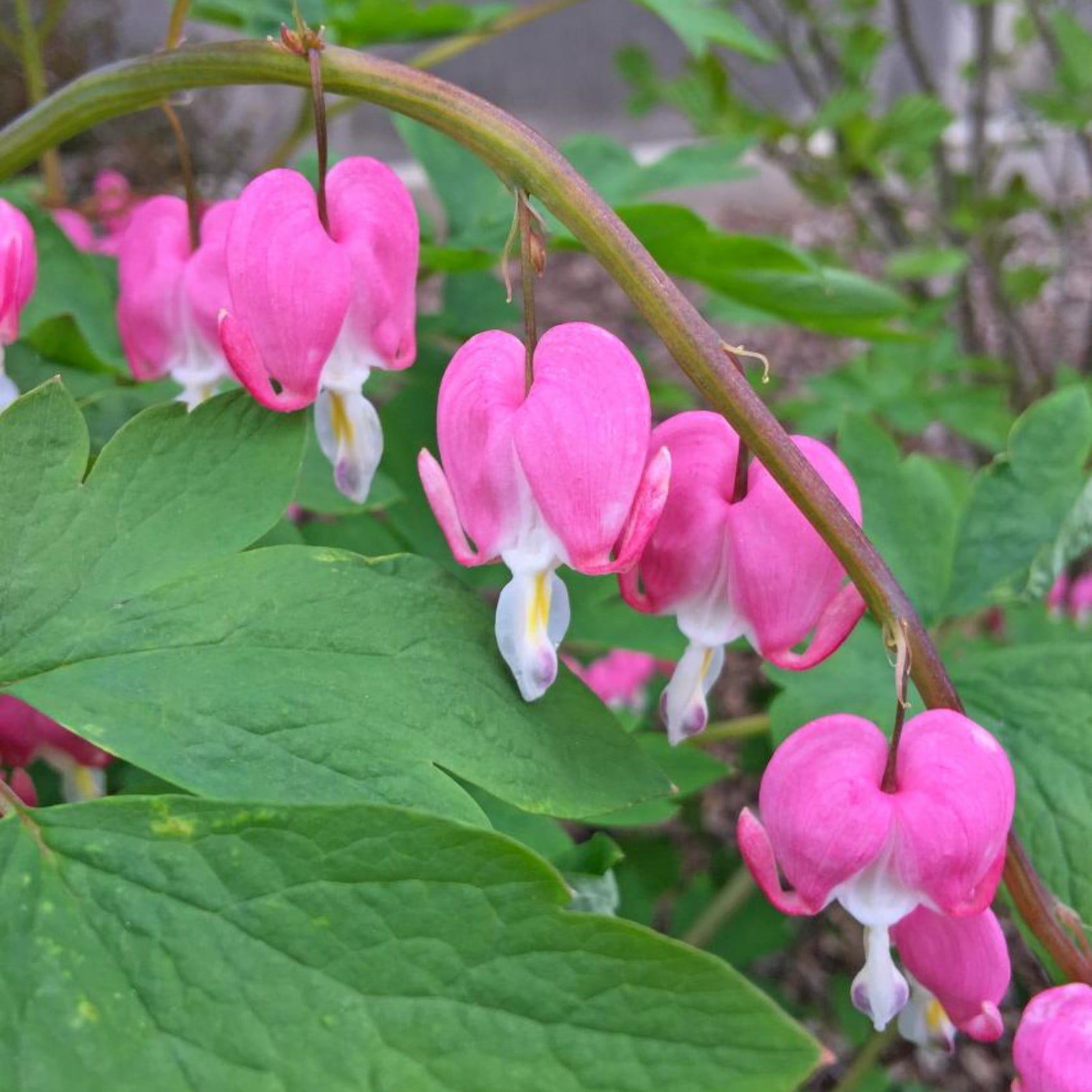 Bleeding Hearts Bulbs For Planting,Bleeding Hearts Plants,Beautify