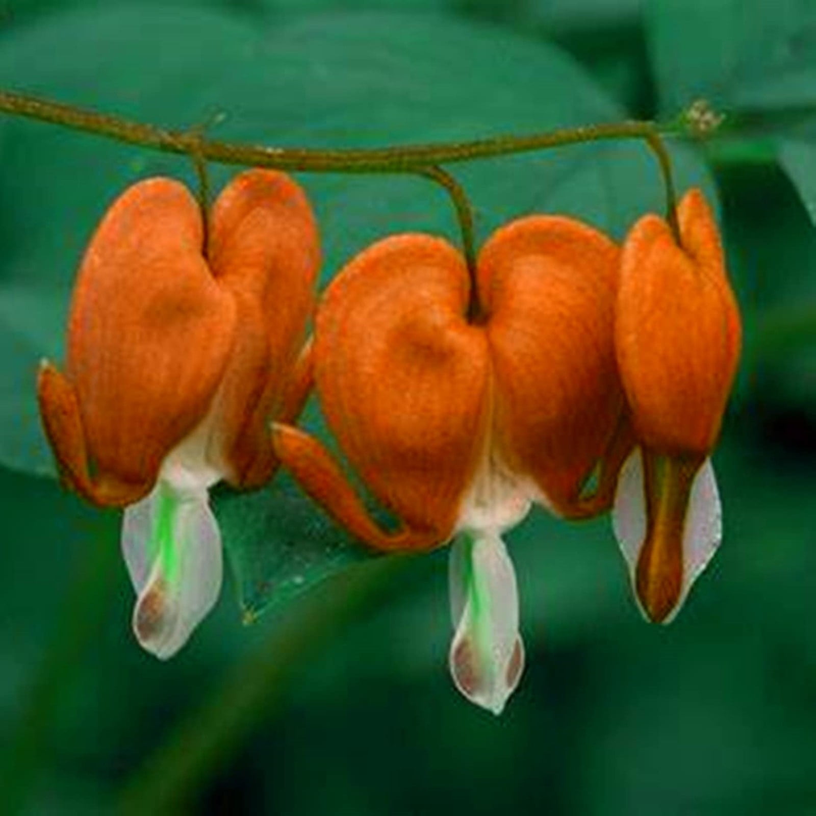 Bleeding Hearts Bulbs For Planting,Bleeding Hearts Plants,Beautify