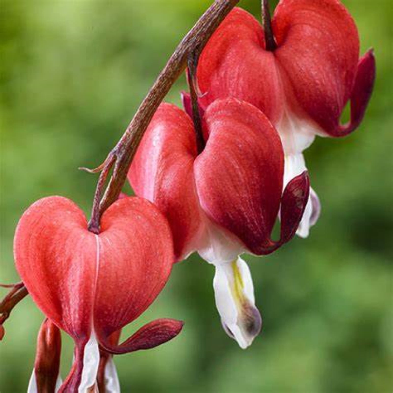 Bleeding Hearts Bulbs For Planting,Bleeding Hearts Plants,Bleeding