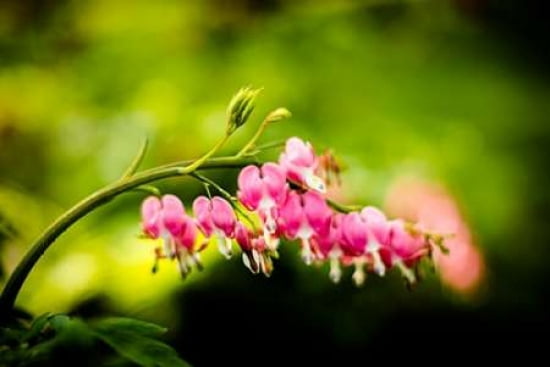Bleeding Hearts I Canvas Art - Beth Wold (24 x 36)