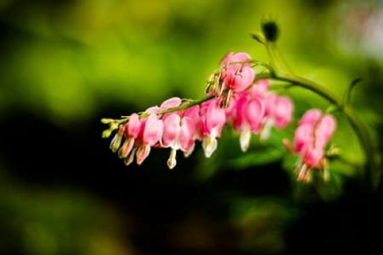 Bleeding Hearts II Canvas Art - Beth Wold (24 x 36)