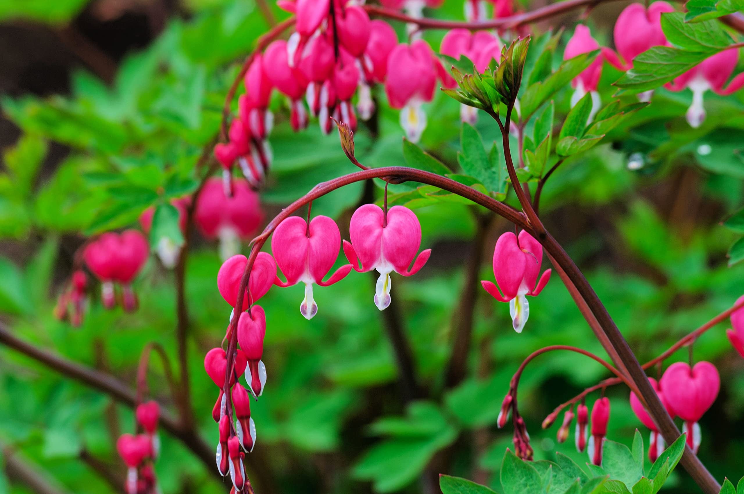 Bleeding Hearts Plant Bulbs for Planting Not Seeds, Get Easy to Grow