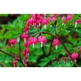 thumbnail image 1 of Bleeding Hearts Plant Bulbs for Planting - Not Seeds, Get Easy to Grow Bulbs - Dicentra spectabilis (3 Bulbs), 1 of 3