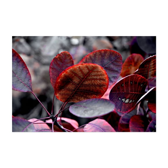 Bleeding Purple Smoke Bush Leaves - Berlin Germany Photography Botanical Nature Autumn Floral Abstract Psychedelic Unframed Wall Art Print 4 x 6 inches