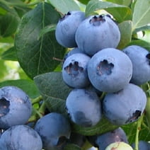 Bless Your Heart Blueberry Bush (2.5 Quart) Fruit-Bearing Deciduous Shrub - Live Outdoor Plant