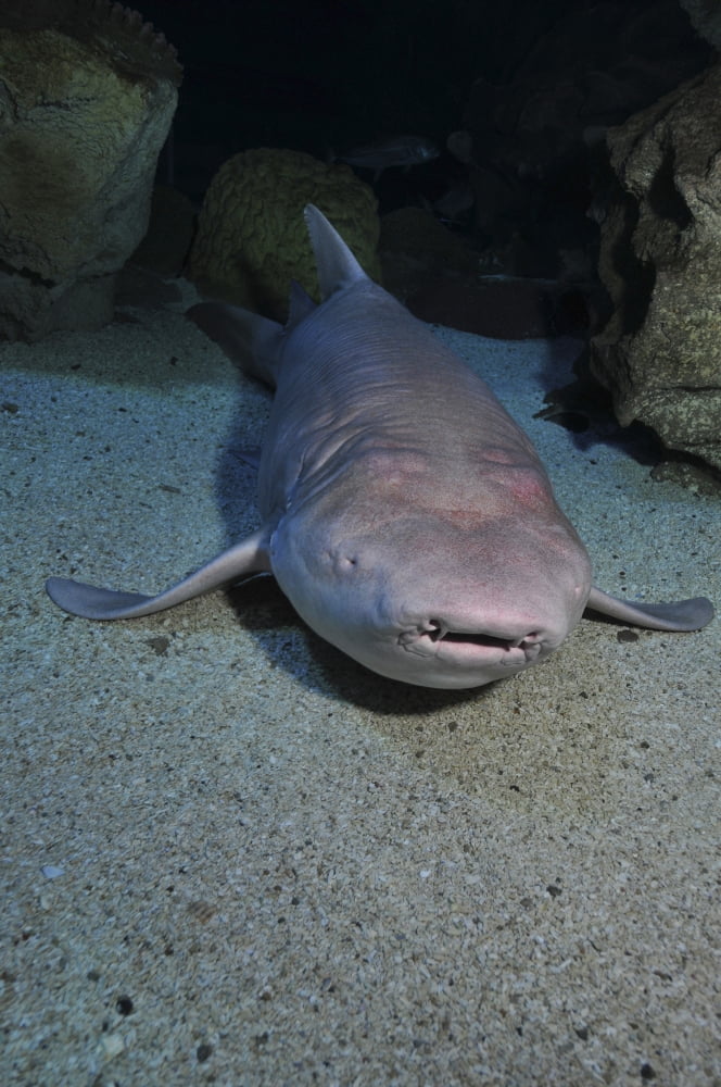 Blind shark Blue Zoo Aquarium Beijing China Canvas Art - Mathieu MeurStocktrek Images (12 x 18)