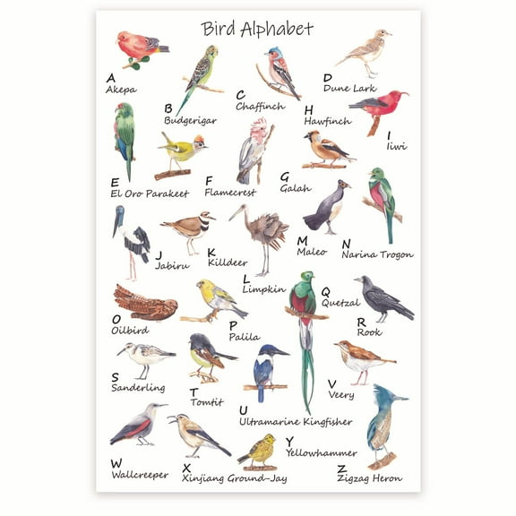Bliss Monkey Co. Bird Alphabet Poster - Bird Watcher Posters - Bird Enthusiast - Ornithology Wall Art - 12 x 18 Inch Poster - Unframed - Premium 100lb Gloss - Made In USA - BMCP072